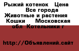 Рыжий котенок › Цена ­ 1 - Все города Животные и растения » Кошки   . Московская обл.,Котельники г.